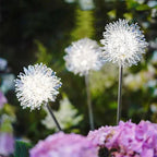 2-Pack: Outdoor Solar Dandelion Garden Lights