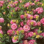 200 Seeds Eustoma - Thornless Rose Seeds – Fast Germination & Long Blooming Period