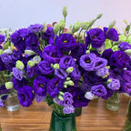 200 Seeds Eustoma - Thornless Rose Seeds – Fast Germination & Long Blooming Period