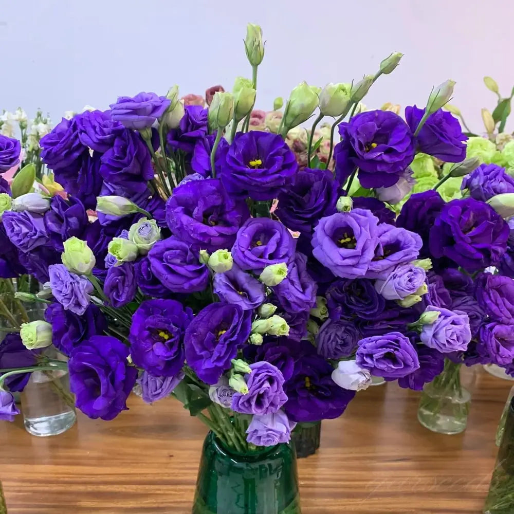 200 Seeds Eustoma - Thornless Rose Seeds – Fast Germination & Long Blooming Period