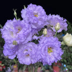 200 Seeds Eustoma - Thornless Rose Seeds – Fast Germination & Long Blooming Period