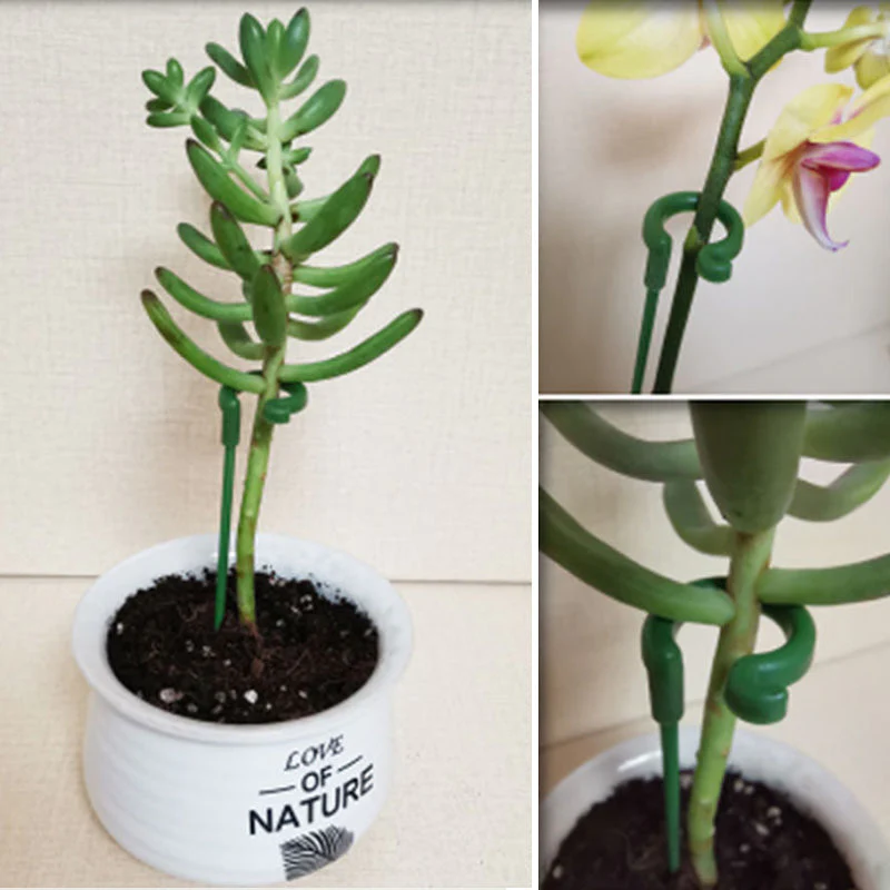BloomBuddy Thriving Plant Growth