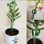 BloomBuddy Thriving Plant Growth
