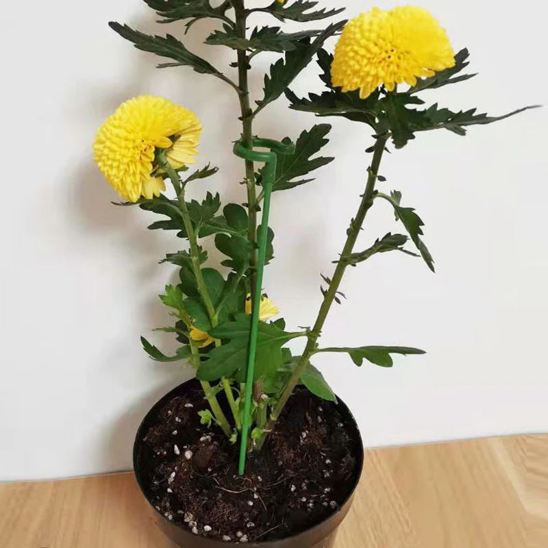 BloomBuddy Thriving Plant Growth