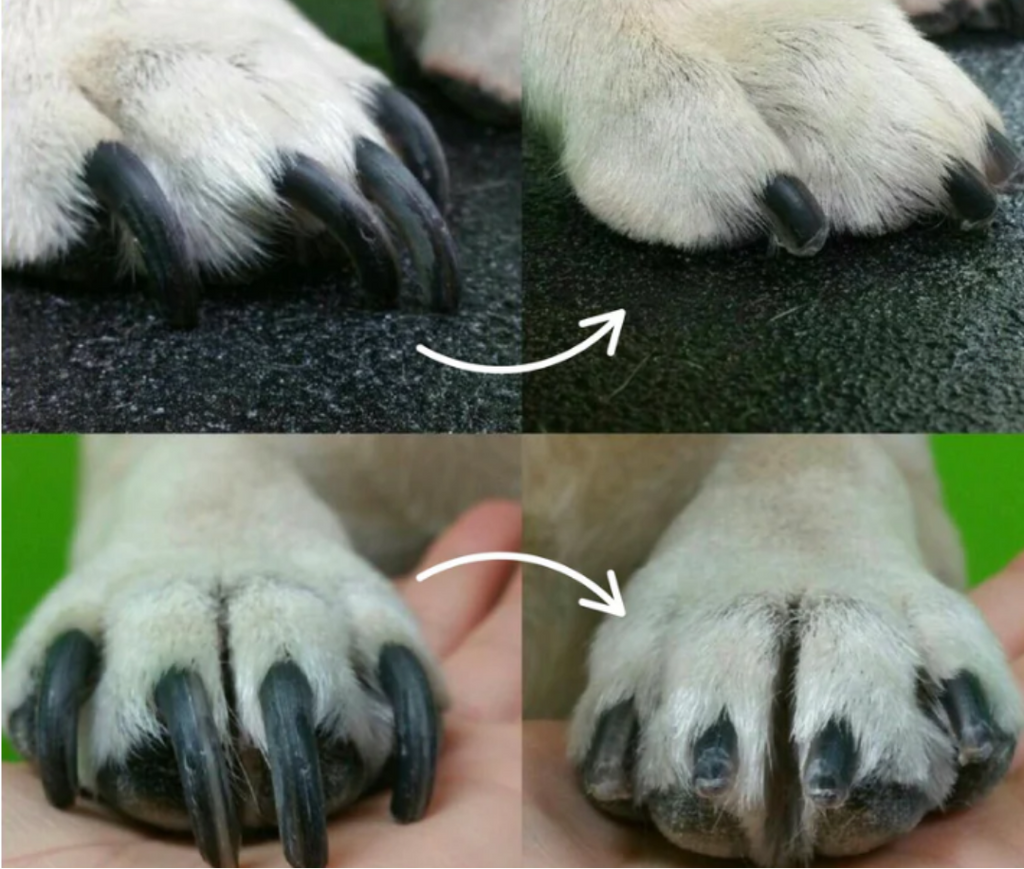 PawGlow – Safely trim your dog's nails with built-in LED light