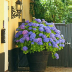 Outdoor Artificial Hydrangea Flowers