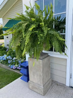 Lifelike Greenery Decor Fern