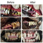 Oral Restoration Gel for Pets