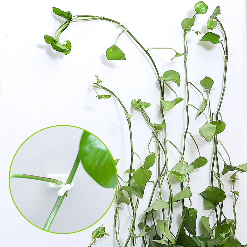 Climbing Wall Mounting Clips – Practical Plant Holders for Wall Decoration