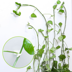Climbing Wall Mounting Clips – Practical Plant Holders for Wall Decoration