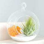 Hanging Glass Herb Pots