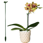 Plant support