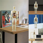 3D human body torso model for children anatomy model skeleton