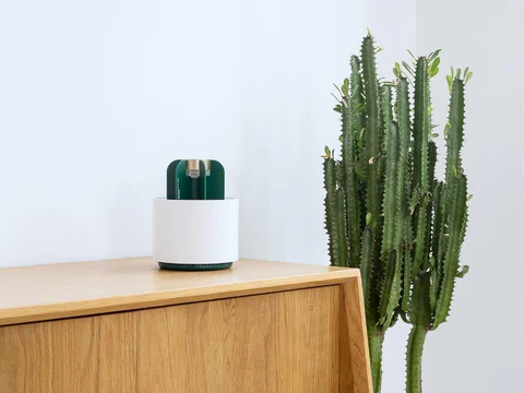 Mosquito Cactus Lamp