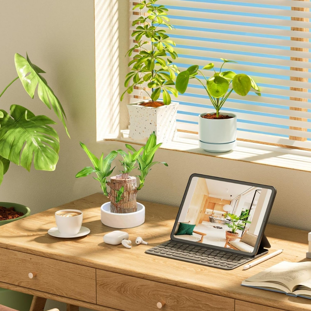 Brazilian Fortune Wood Plant - Bring Financial Luck and Prosperity