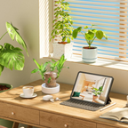 Brazilian Fortune Wood Plant - Bring Financial Luck and Prosperity