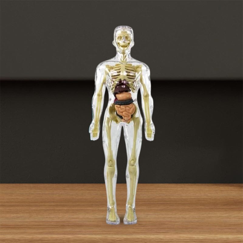 3D human body torso model for children anatomy model skeleton