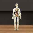 3D human body torso model for children anatomy model skeleton