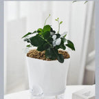 Plant pot with water reservoir – Self-watering flower pot for houseplants