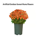 AutumnBlaze — Your worry-free garden hit with colors that enchant every autumn!