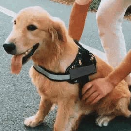 Anti Choke Dog Harness