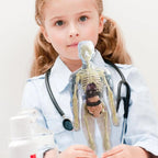 Clear Human Body Structure Model