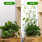 Climbing Wall Mounting Clips – Practical Plant Holders for Wall Decoration