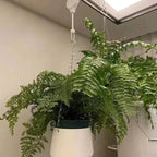 FlexiBloom — Get effortless plant care and a stylish home without back pain! (2 pieces)