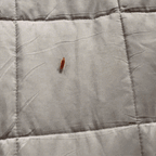Insect Catcher Prodigy — Finally live stress-free without crawling chaos!