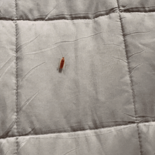 Insect Catcher Prodigy — Finally live stress-free without crawling chaos!