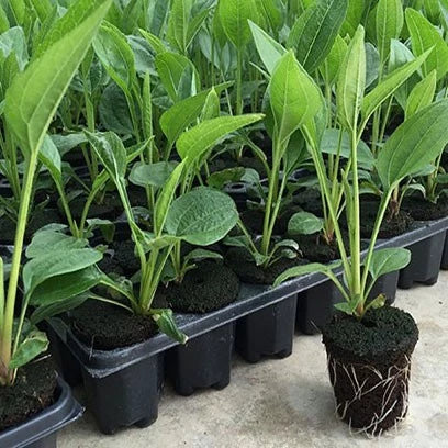 Rectangular Plant Bowl – Seedling Tray for Efficient Germination and Growth of Seedlings