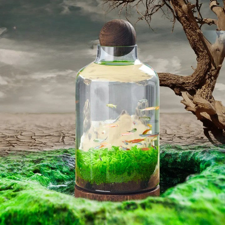 Compact Glass Micro Aquarium with 24 × 17 cm and 36 × 17 cm Options