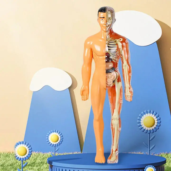 3D model of the human body – Playful anatomy learning