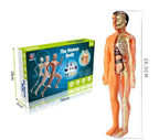 3D model of the human body – Playful anatomy learning