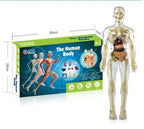 3D model of the human body – Playful anatomy learning