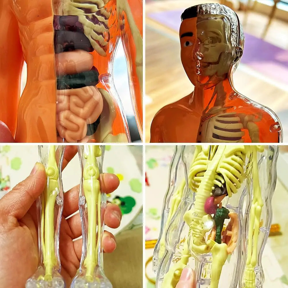 3D model of the human body – Playful anatomy learning