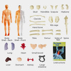 3D model of the human body – Playful anatomy learning