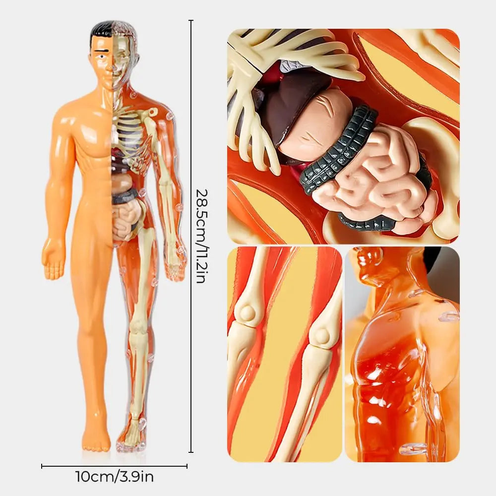 3D model of the human body – Playful anatomy learning