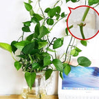 Wall clips for climbing plants (30 pieces)