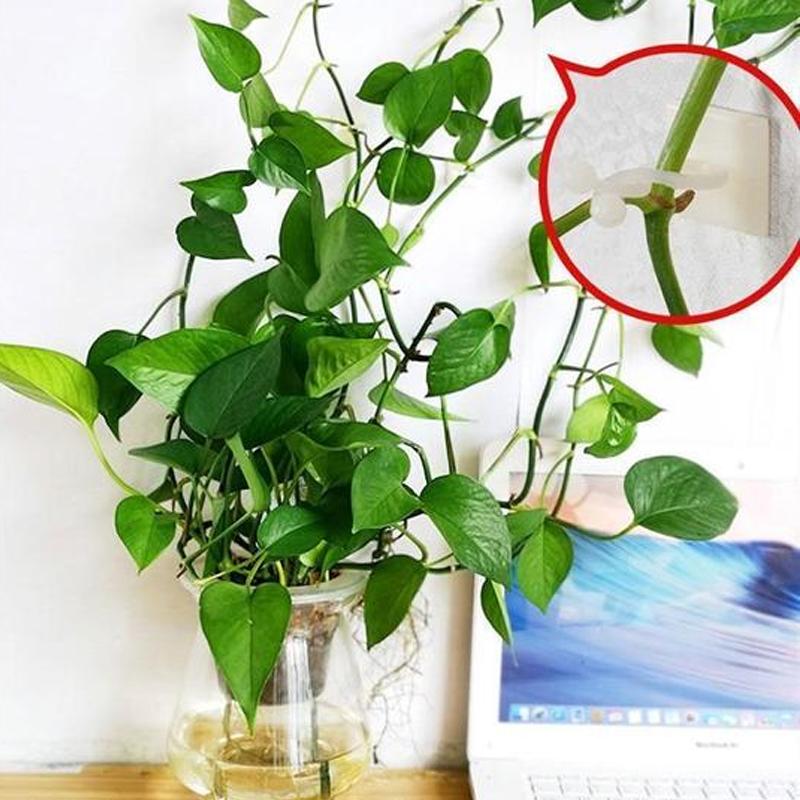 Wall clips for climbing plants (30 pieces)