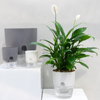 Self Watering Planter