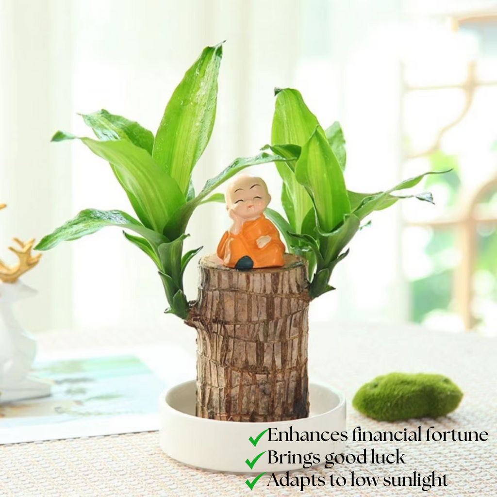 Brazilian Fortune Wood Plant - Bring Financial Luck and Prosperity