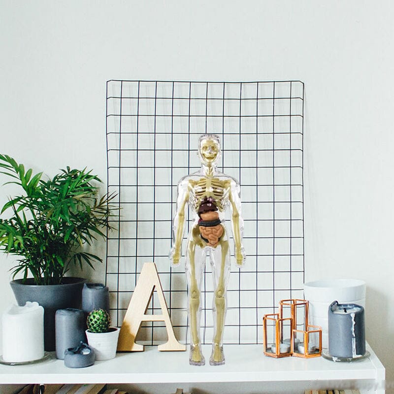 3D human body torso model for children anatomy model skeleton