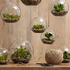 Hanging Glass Herb Pots