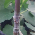Grafting tape for plants – Self-adhesive grafting tape for tree pruning and grafting