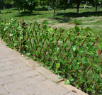 Artificial Garden Fence with Ivy – Flexible Privacy Screen for Balcony and Terrace