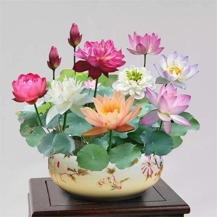 LotusWaters – Bonsai Water Garden Seeds for Pond and Balcony