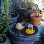 BuzziNest — Protect your bees and make your garden a blooming dream of life!