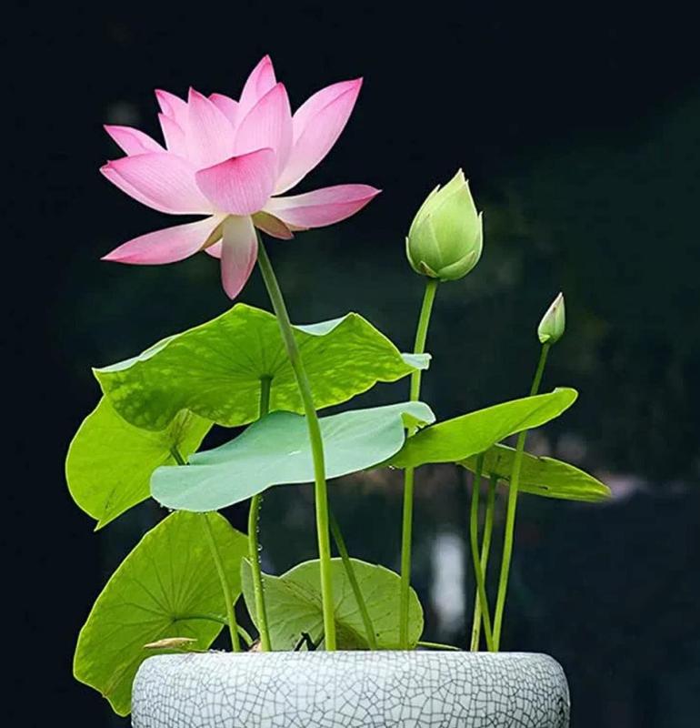 LotusWaters – Bonsai Water Garden Seeds for Pond and Balcony