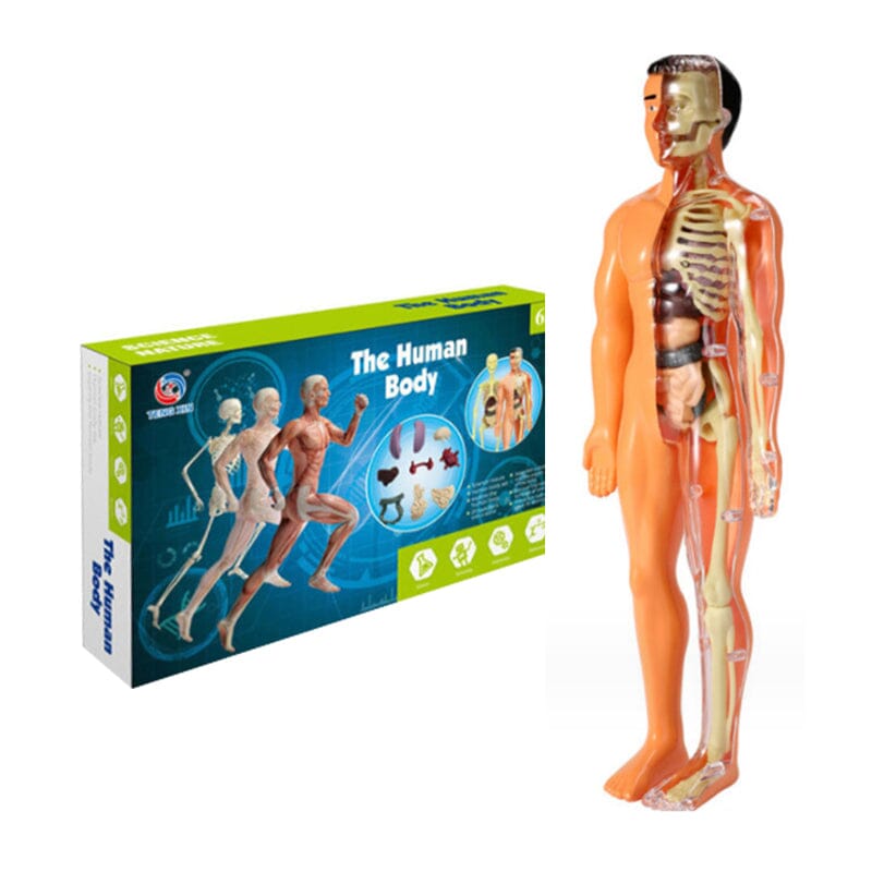 3D human body torso model for children anatomy model skeleton